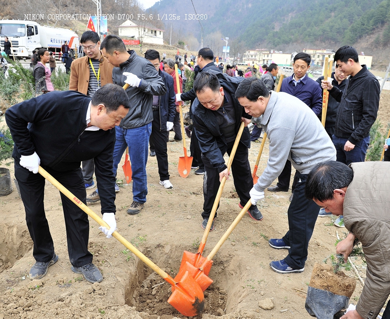 柞水春季集中植树造林活动掠影