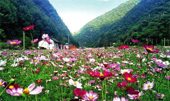 朱家湾村花卉