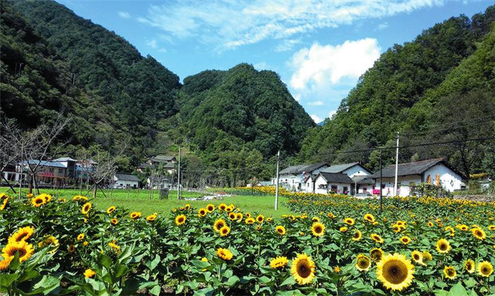 朱家湾村花卉