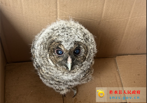 小猫头鹰.jpg